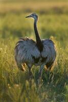 un emú es caminando en un campo foto