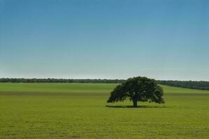 a lone tree in a field with a blue sky photo