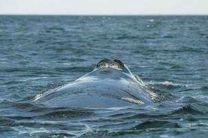 a whale in the water photo