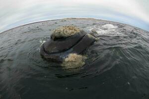 Big whale jumping in the water photo