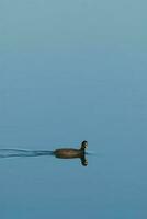 pato negro nadando foto