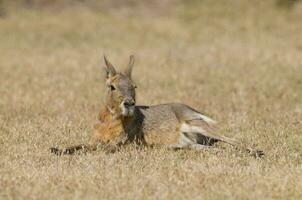 Small cavis on a field photo