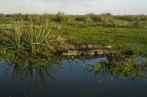 Alligators in Argentinian nature reserve habitat photo