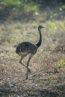 Rhea Americana in the Argentinian pampas photo