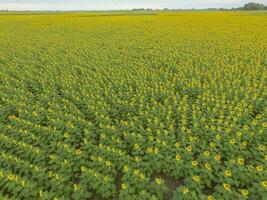 girasol cultivo, aéreo vista, en pampa región, argentina foto