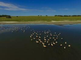 Flamingos in patagonia , Aerial View photo