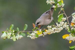 bahía con alas cowbird encaramado encaramado en flores en primavera, la pampa provincia, argentina. foto