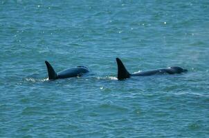 Killer whale mother and baby, Peninsula Valdes breathing on the surface, Peninsula Valdes, Patagonia, Argentina photo