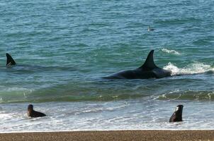 Orca hunting sea lions in the shoreline ,Peninsula Valdes, Patagonia, Argentina. photo