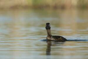 White tufted Grebe, La Pampa Province, Patagonia, Argentina photo