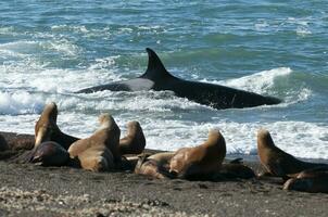 Killer whale hunting sea lions on the paragonian coast, Patagonia, Argentina photo