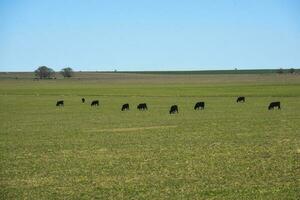 Cattle raising  with natural pastures in Pampas countryside, La Pampa Province,Patagonia, Argentina. photo