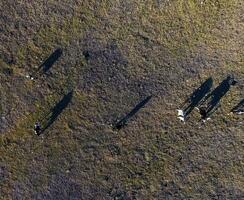 Steers fed with natural grass, Pampas, Argentina photo