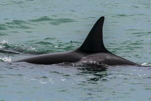 Orcas hunting sea lions, Patagonia , Argentina photo