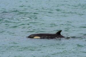 Orcas hunting sea lions, Patagonia , Argentina photo