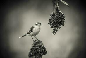 White banded Mockingbird, Patagonia, Argentina photo