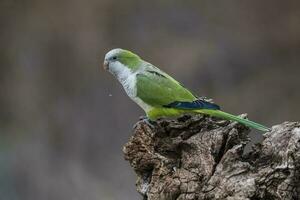 Parakeet,feeding on wild fruits, La Pampa, Patagonia, Argentina photo