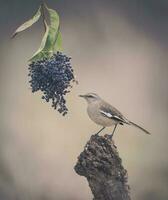 White banded Mockingbird, Patagonia, Argentina photo