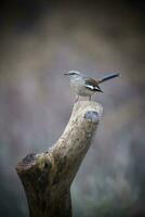 White banded Mockingbird, Patagonia, Argentina photo