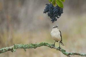 White banded Mockingbird, Patagonia, Argentina photo