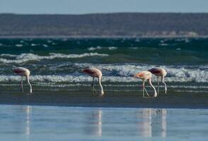 Flamingos flock, Patagonia, Argentina photo