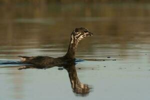 Pied billed Grebe  swimming in a lagoon, La Pampa province, Argentina. photo