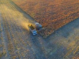 sorgo cosecha, en la pampa, argentina foto