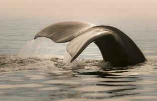 Whale tail in Peninsula Valdes,, Patagonia, Argentina photo