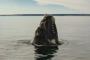 Whale jumping in Peninsula Valdes,, Patagonia, Argentina photo