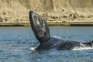 Whale tail in Peninsula Valdes,, Patagonia, Argentina photo