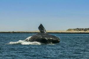 ballena saltando en península Valdés, Patagonia, argentina foto