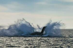 ballena saltando en península Valdés, Patagonia, argentina foto