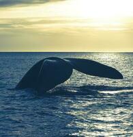 Whale tail in Peninsula Valdes,, Patagonia, Argentina photo