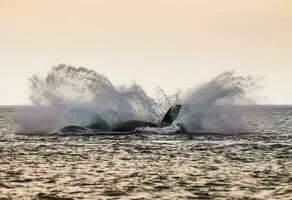 Whale jumping in Peninsula Valdes,, Patagonia, Argentina photo