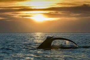 Whale tail in Peninsula Valdes,, Patagonia, Argentina photo