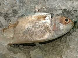 Seafood on ice at the fish market. raw Fresh fishes. Healthy food. Top view. photo