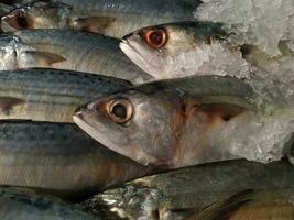 Fresh fish on ice background at seafood supermaket stall. Healthy eating. Top view. Selective focus photo