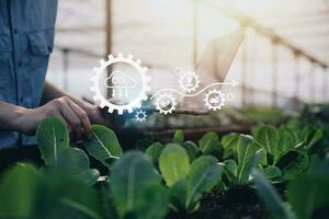 Smart farmer using application by tablet concepts modern vegetables and gardening lettuce at greenhouse. and visual icon. photo