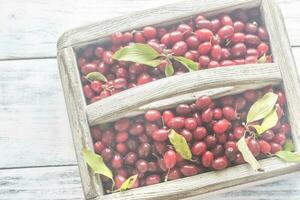 Dogwood berries in the basket photo