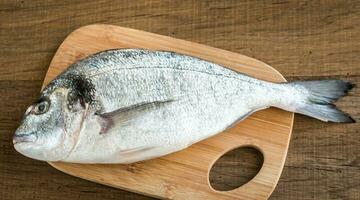 Fresh dorada fish photo