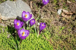 Crocus flowers on the flowerbed photo