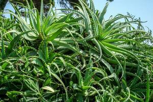 Growing fresh aloe photo