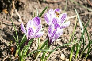 Crocus flowers on the flowerbed photo