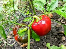 Red bell peppers  in the vegetable garden photo