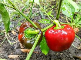 Red bell peppers  in the vegetable garden photo