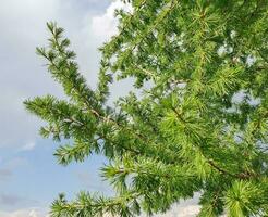 Branch of larch close up photo