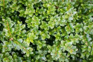 Green Boxwood background photo