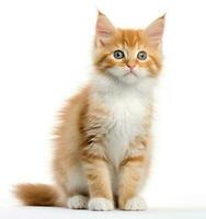 Cute cat isolated photo