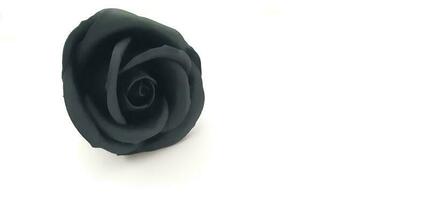 Black Rose on White Isolated Background Banner photo