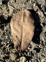 brown leaves that fell from a tree. photo